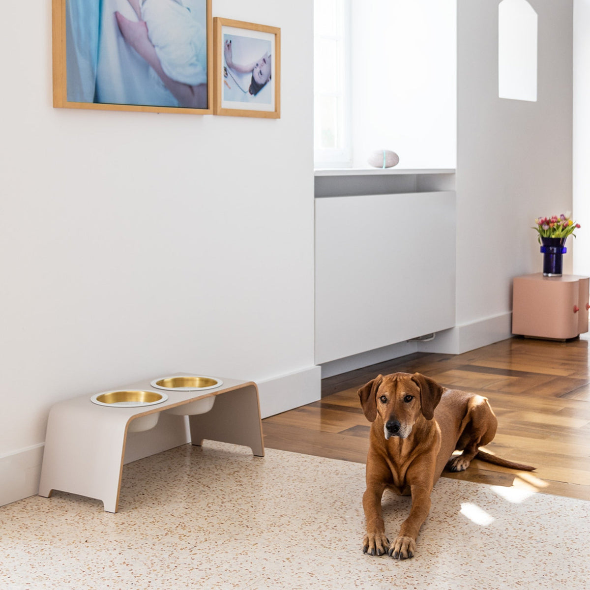 Dogbarin korotettu ruokakuppi koiralle: Yhdistelmä ergonomiaa ja designia