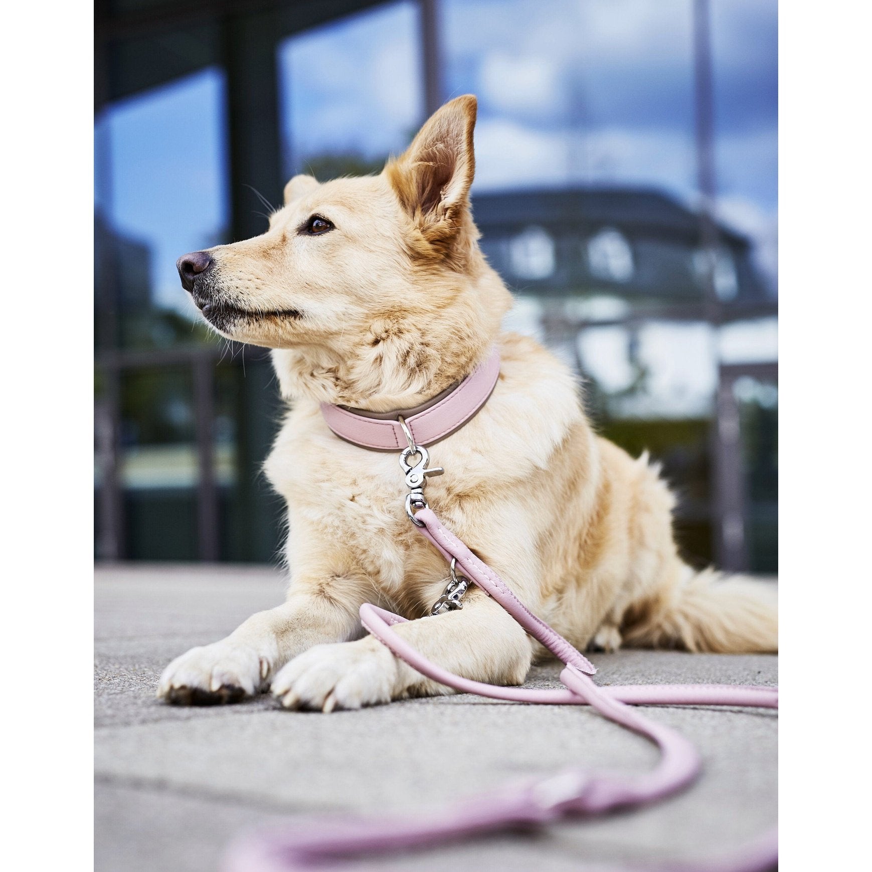 PAMLA00094S - Amici kaulapanta + hihna setti - Ruusu - XS - Muotitassu