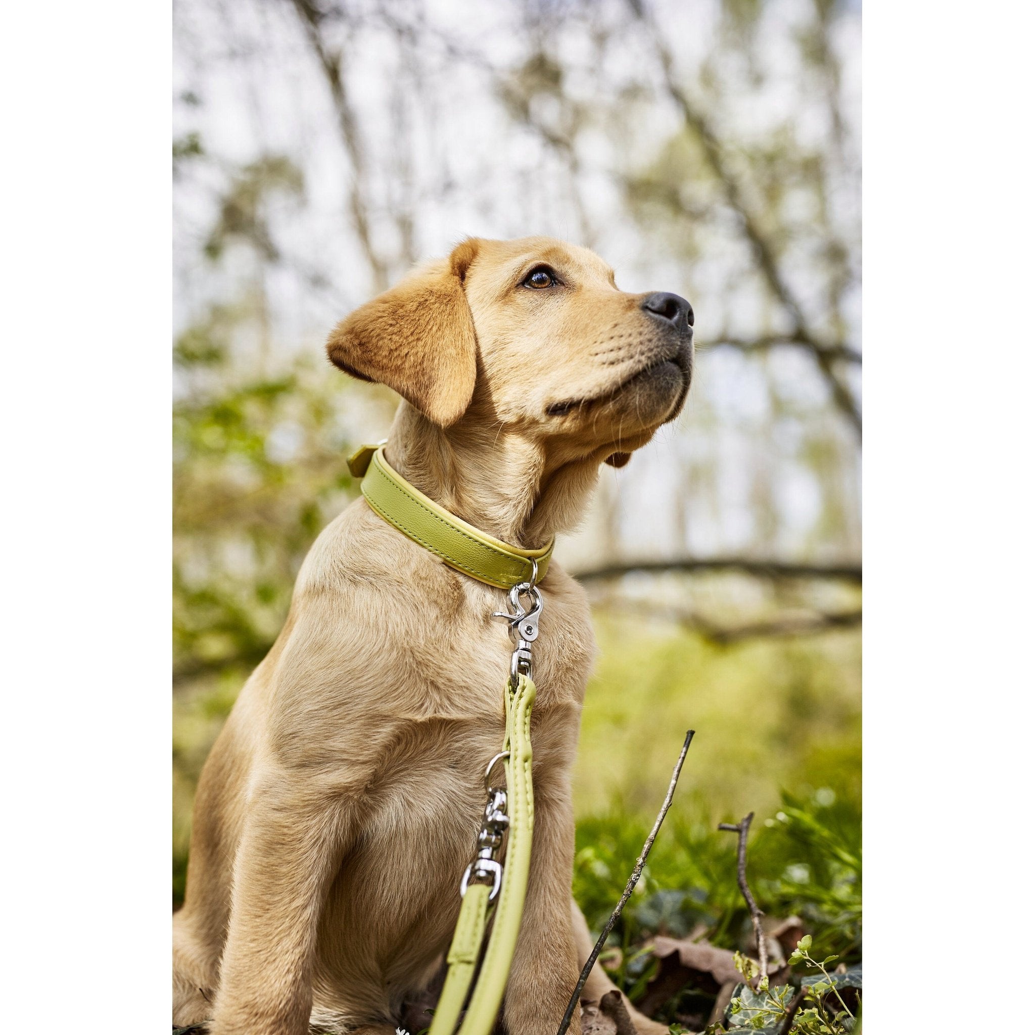 PAMLA00070S - Amici kaulapanta + hihna setti - Sitruuna - XS - Muotitassu