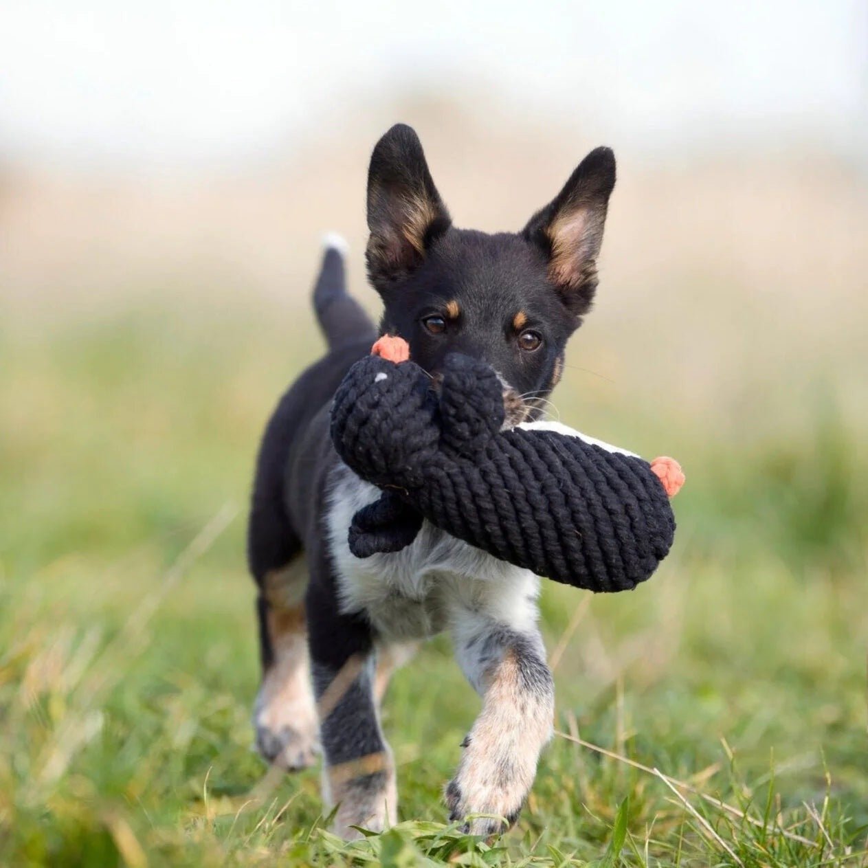 PLELA02182S - Lelupaketti #2 - Poldi, Didi, Franzi - Muotitassu