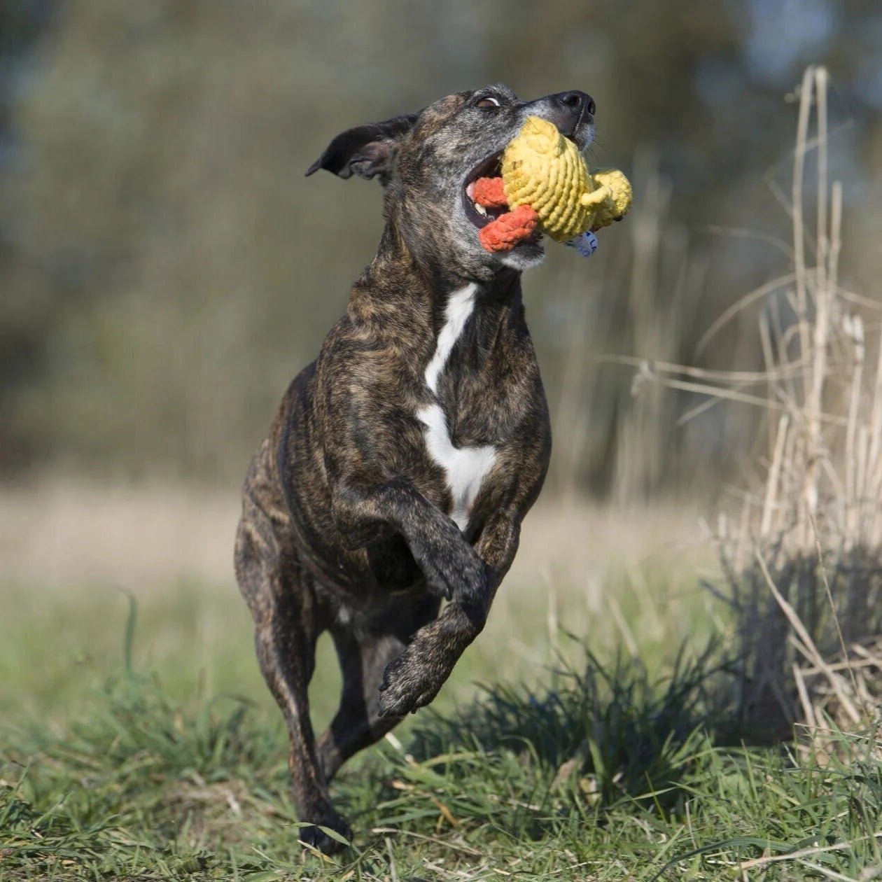 PLELA02185S - Lelupaketti #3 - Emma, Kalli, Franzi - Muotitassu