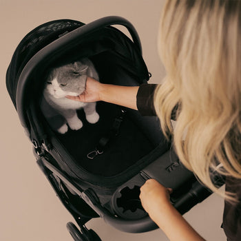 Kissan rattaat – Kattava opas rattaiden valintaan, totuttamiseen ja ulkoiluun - Muotitassu