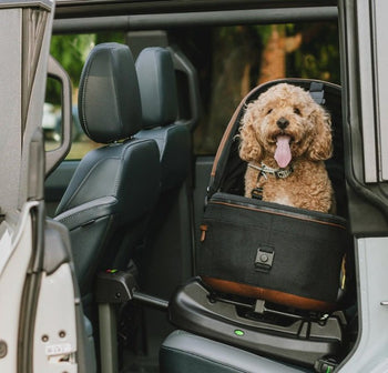 Kolaritestatut koirien ja kissojen matkustusvälineet – Mihin kannattaa luottaa? - Muotitassu