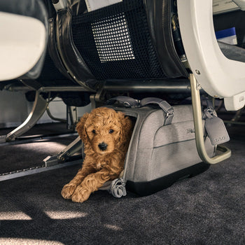 Lentomatkustaminen koiran kanssa – opas turvalliseen matkaan - Muotitassu