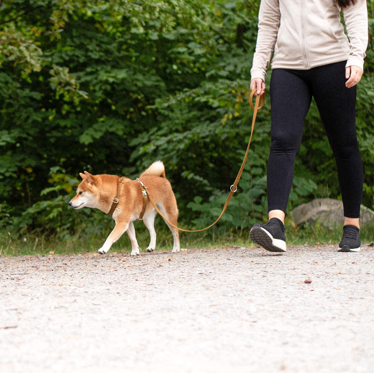 Shiba inu kävelee hihnassa Denjo Dogs Signature Go -valjaissa metsäpolulla - Muotitassu