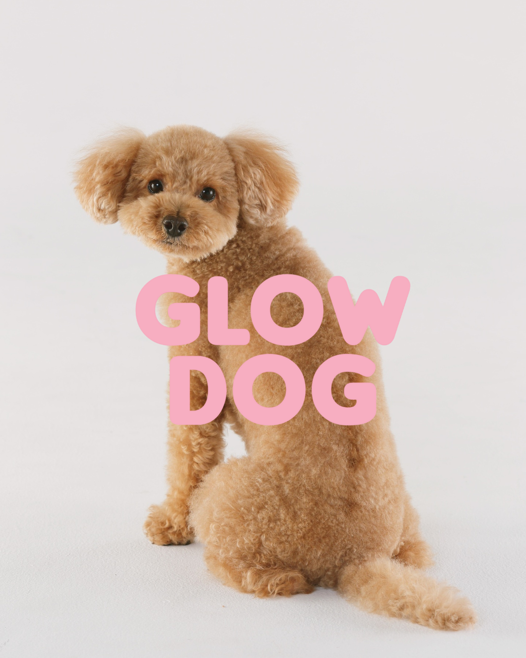 Villakoiranpentu ja Glow Dog -vitamiinishampoo