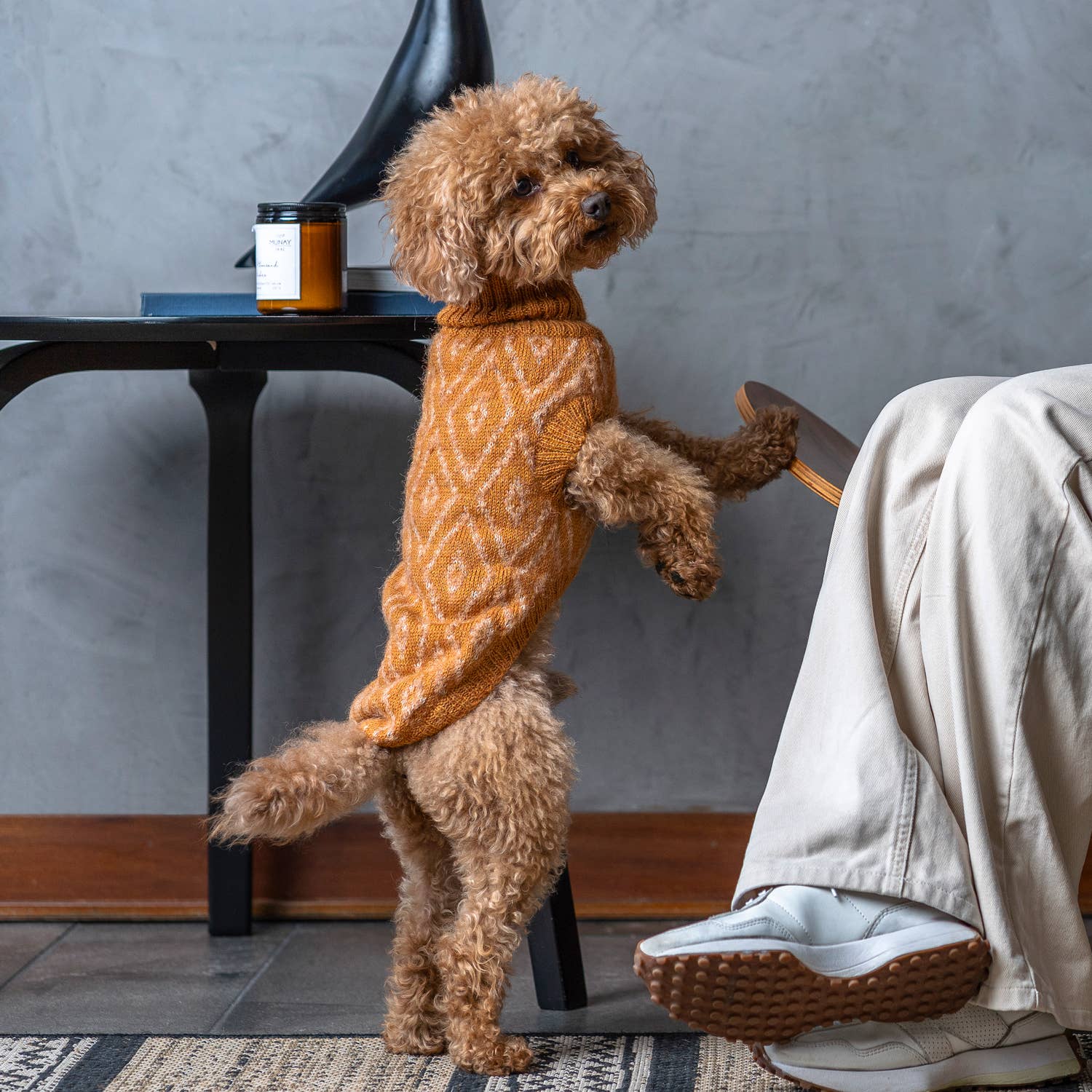 PGOAL05921S - Golden Ochre koiran alpakkaneule - L - Muotitassu