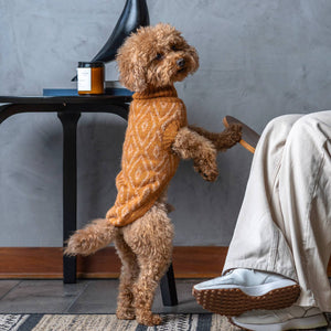 PGOAL05921S - Golden Ochre koiran alpakkaneule - L - Muotitassu