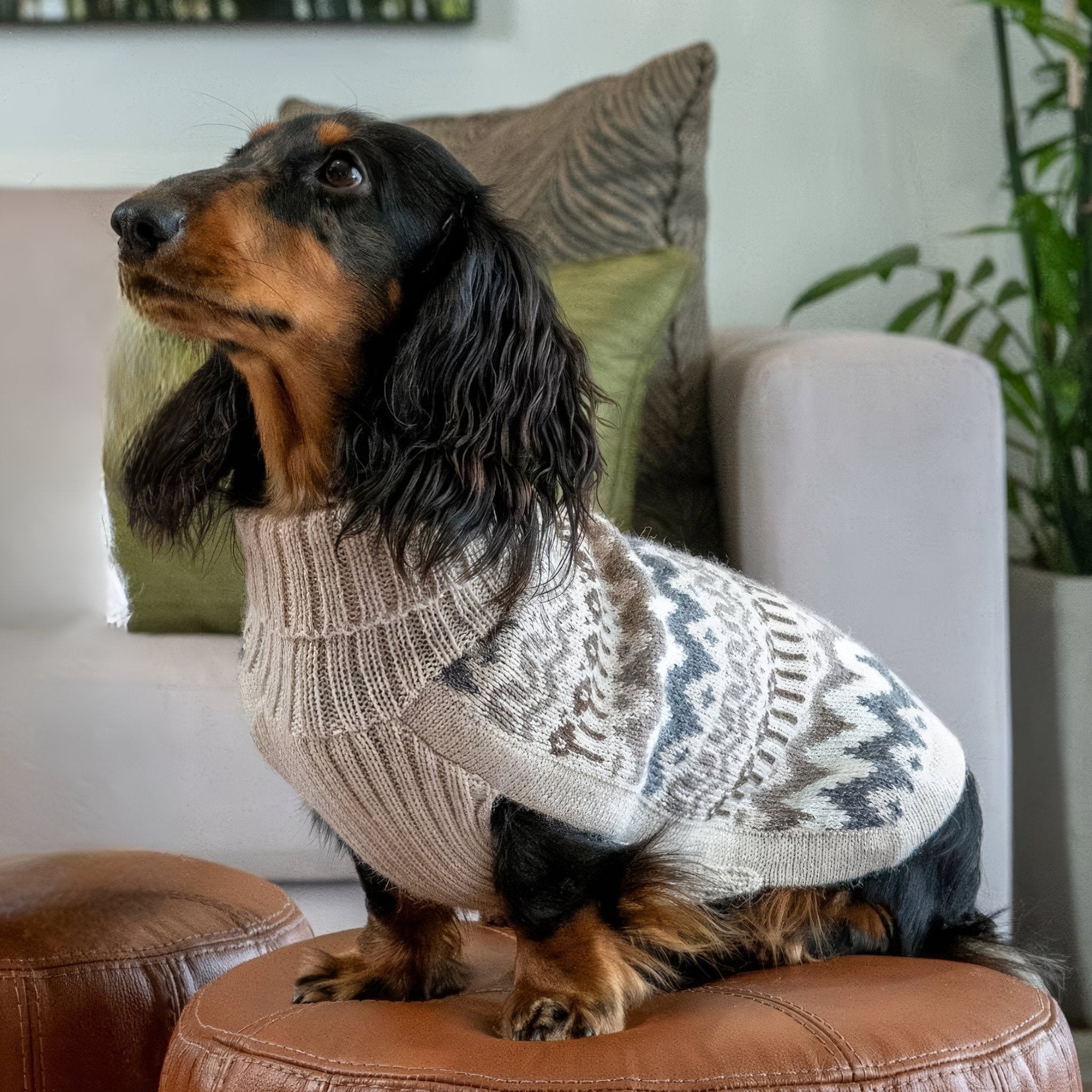 Alqo Wasi - High-quality 100% alpaca knits for dogs – Muotitassu