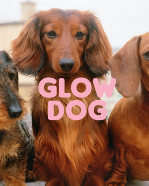 Kiiltäväturkkinen mäyräkoira ja Glow Dog -shampoo