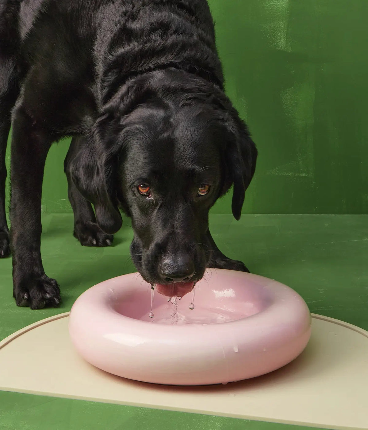Musta labradori juo vettä silikonialustan päällä olevasta kulhosta