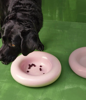 Musta labradori syö kuivaruokaa roosasta posliinikulhosta