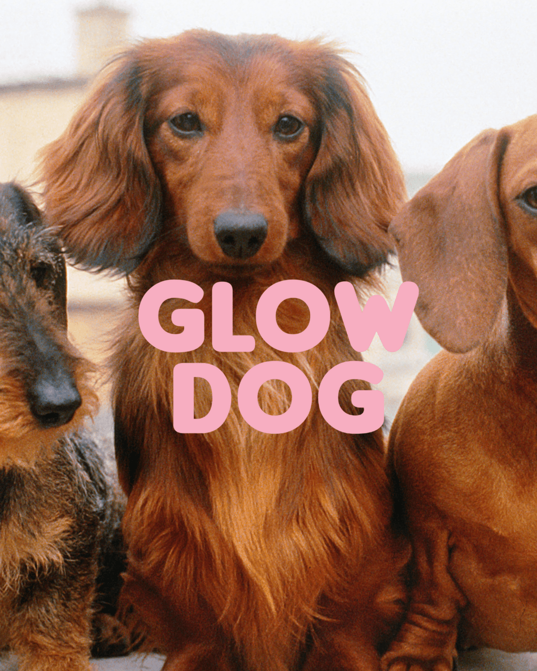 Kiiltäväturkkinen mäyräkoira ja Glow Dog -shampoo