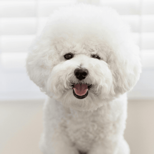 Bichon frisé, jonka turkki on hoidettu selvittävällä hoitoaineella