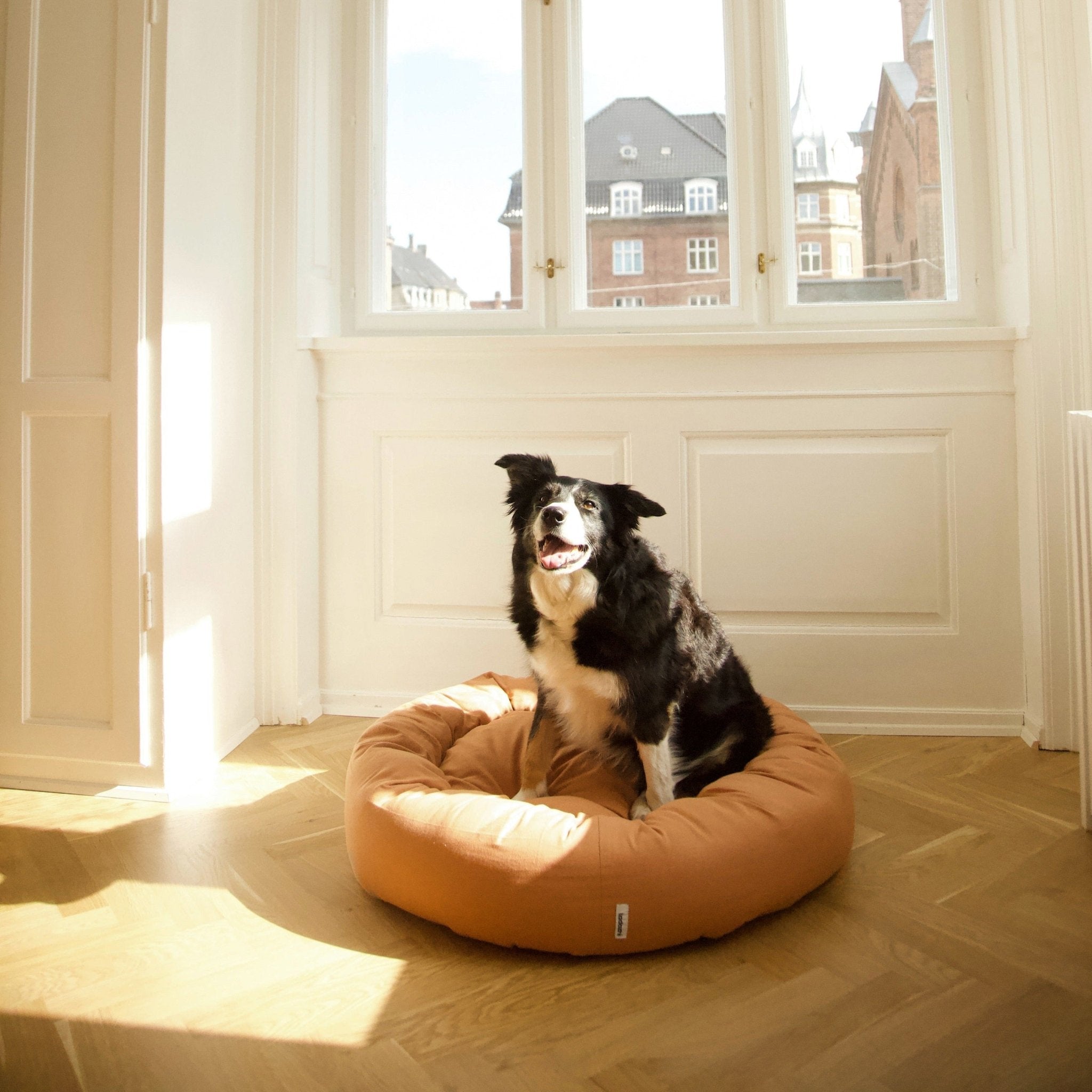 Tadazhi Donut Dog Gone Smart Donut Bed Tadazhi タダシ ポエスパス