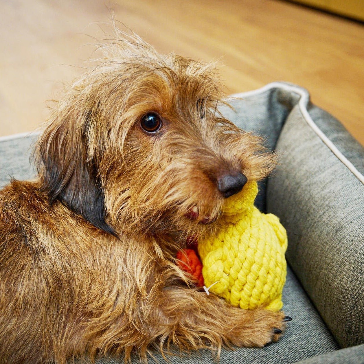 Jouet Pour Chien En Forme De Canard En Peluche - Taille Géante 50x30x10 Cm - Lavable En Machine, Pour Chiens De Race Moyenne